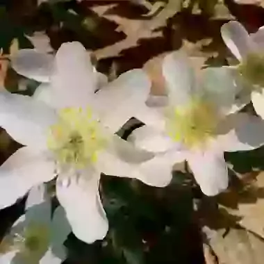 Nemorosa